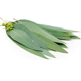 antésite eucalyptus